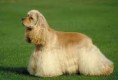 /album/fotky-plemien/americky-kokerspaniel-jpg/
